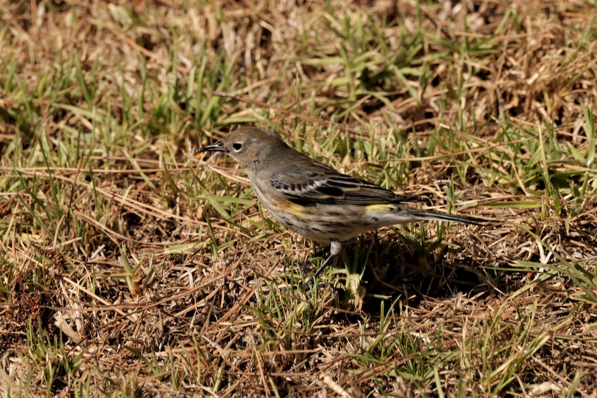 Yellow-rumped Warbler (Audubon's) - ML626116593