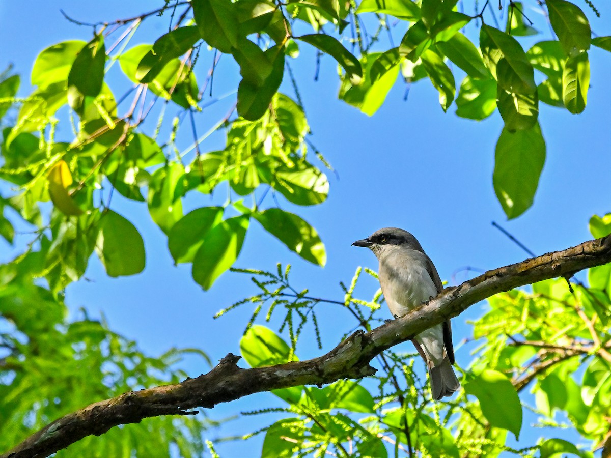 Large Woodshrike - ML626116603