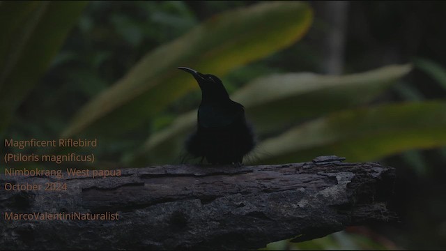 Magnificent Riflebird - ML626116607