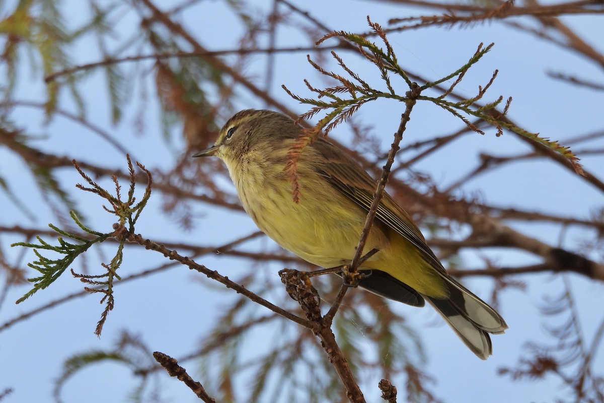 Palm Warbler - ML626116637