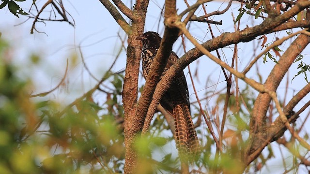Asian Koel - ML626116797