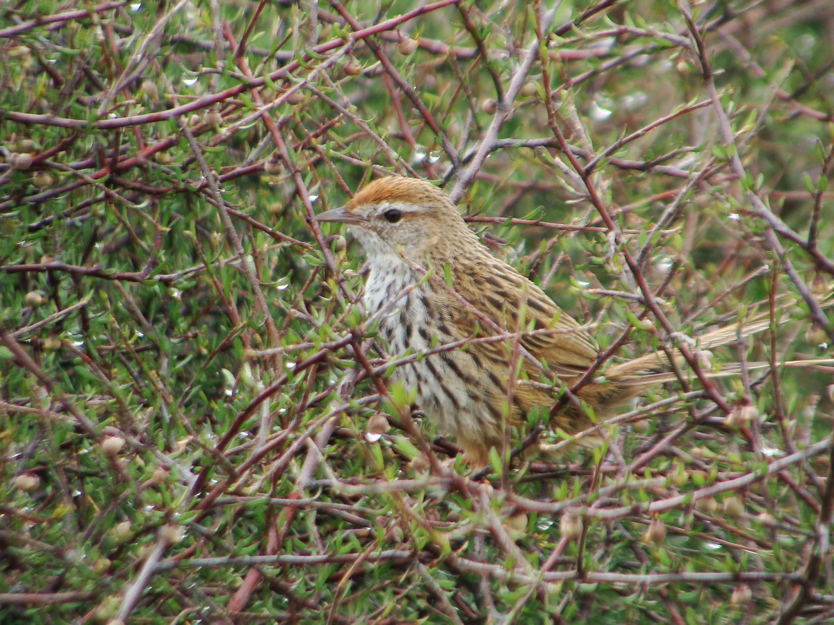 New Zealand Fernbird - ML626116874