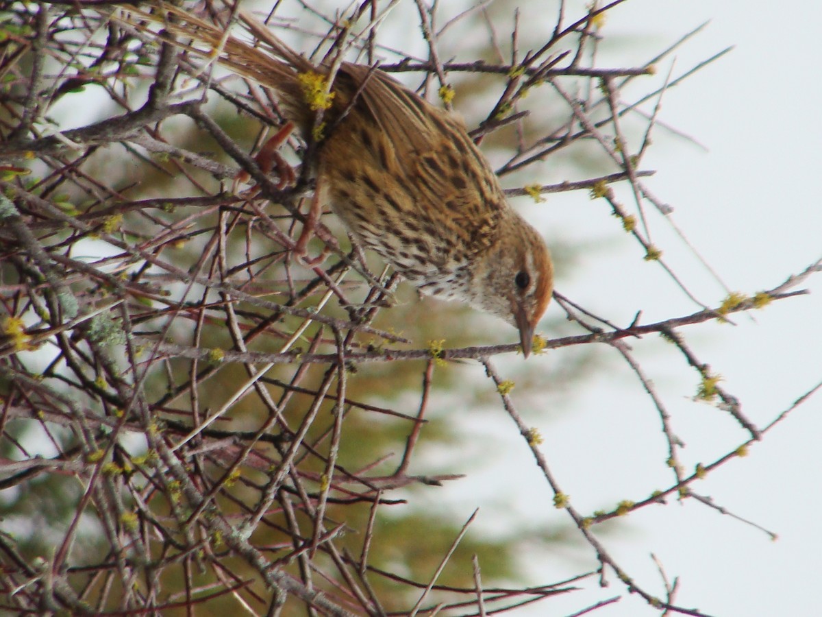 New Zealand Fernbird - ML626116875
