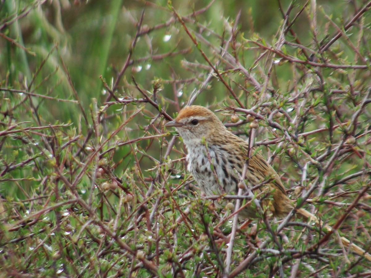 New Zealand Fernbird - ML626116876