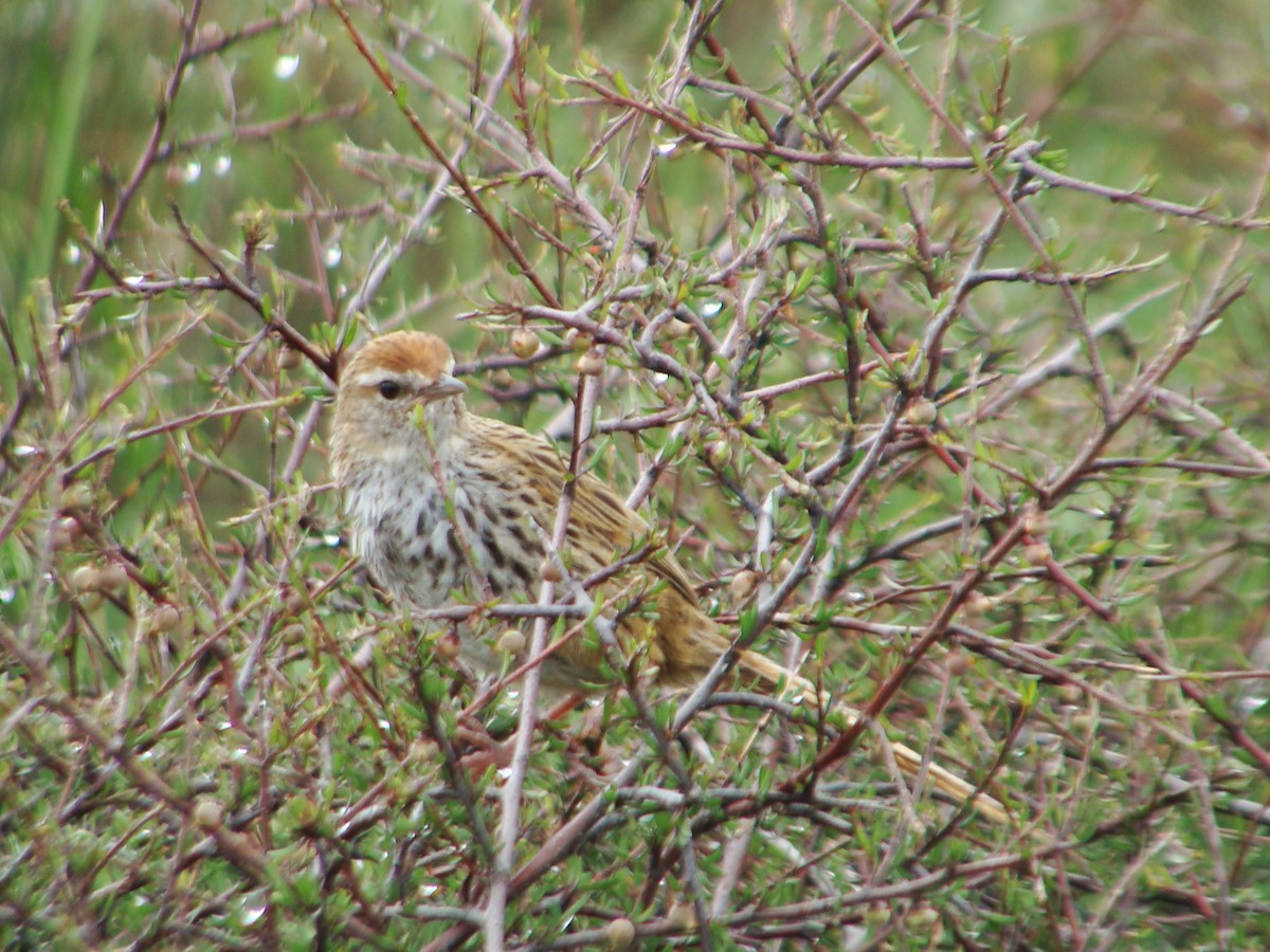 New Zealand Fernbird - ML626116877
