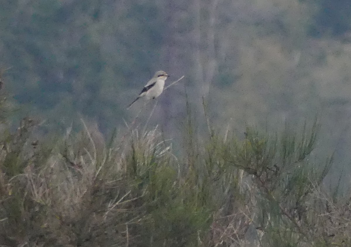 Northern Shrike - ML626116908