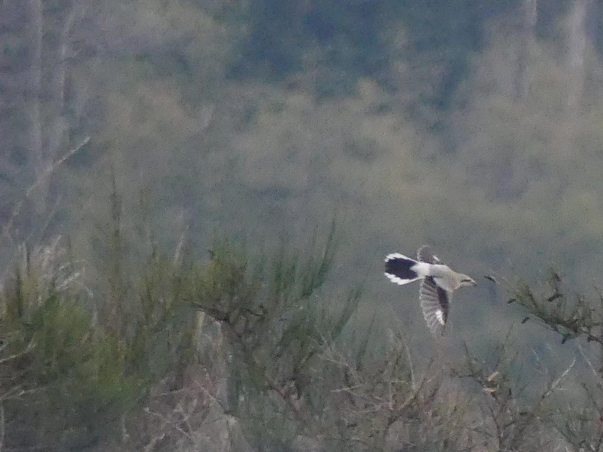 Northern Shrike - ML626116909