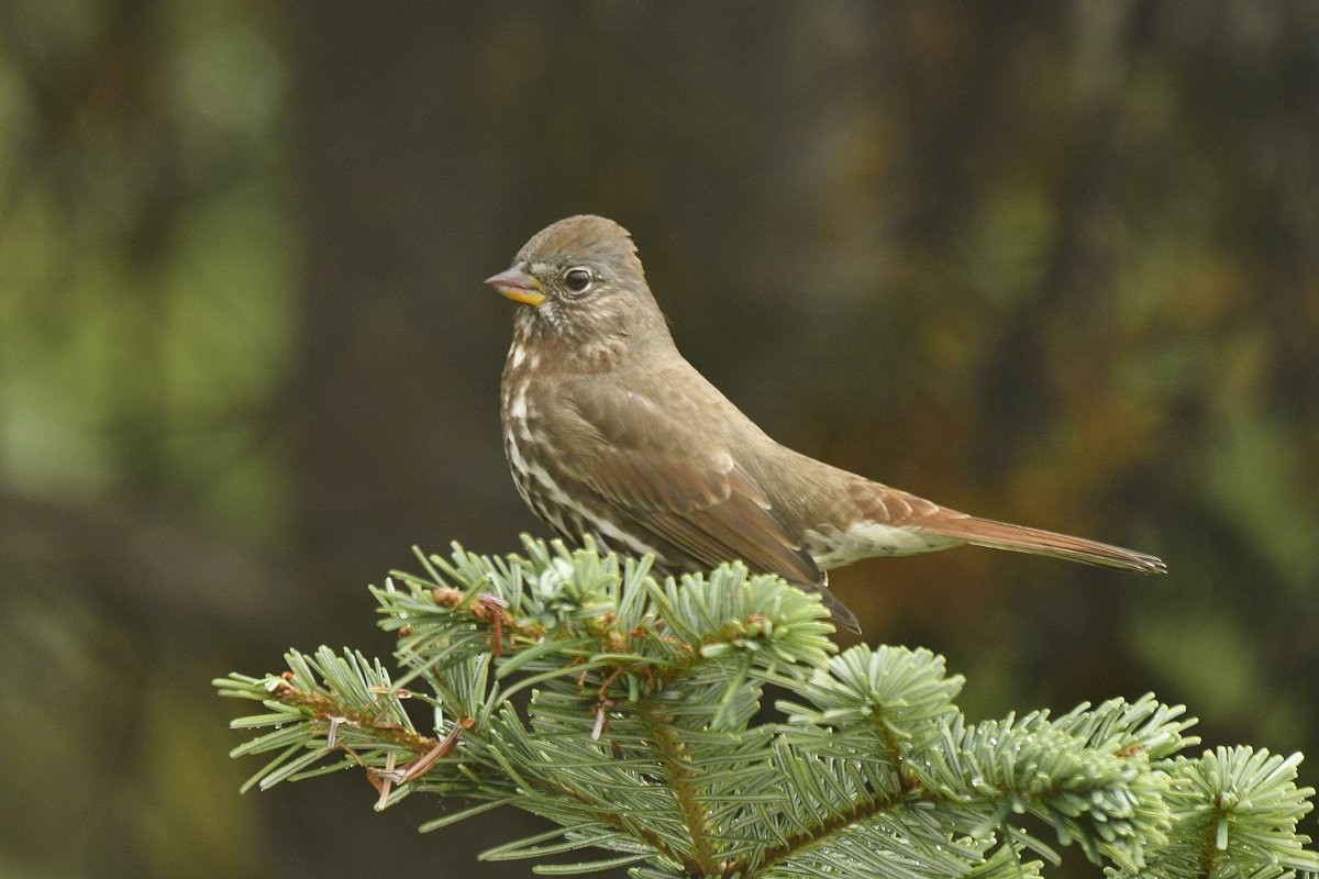 Fox Sparrow (Sooty) - ML626117153