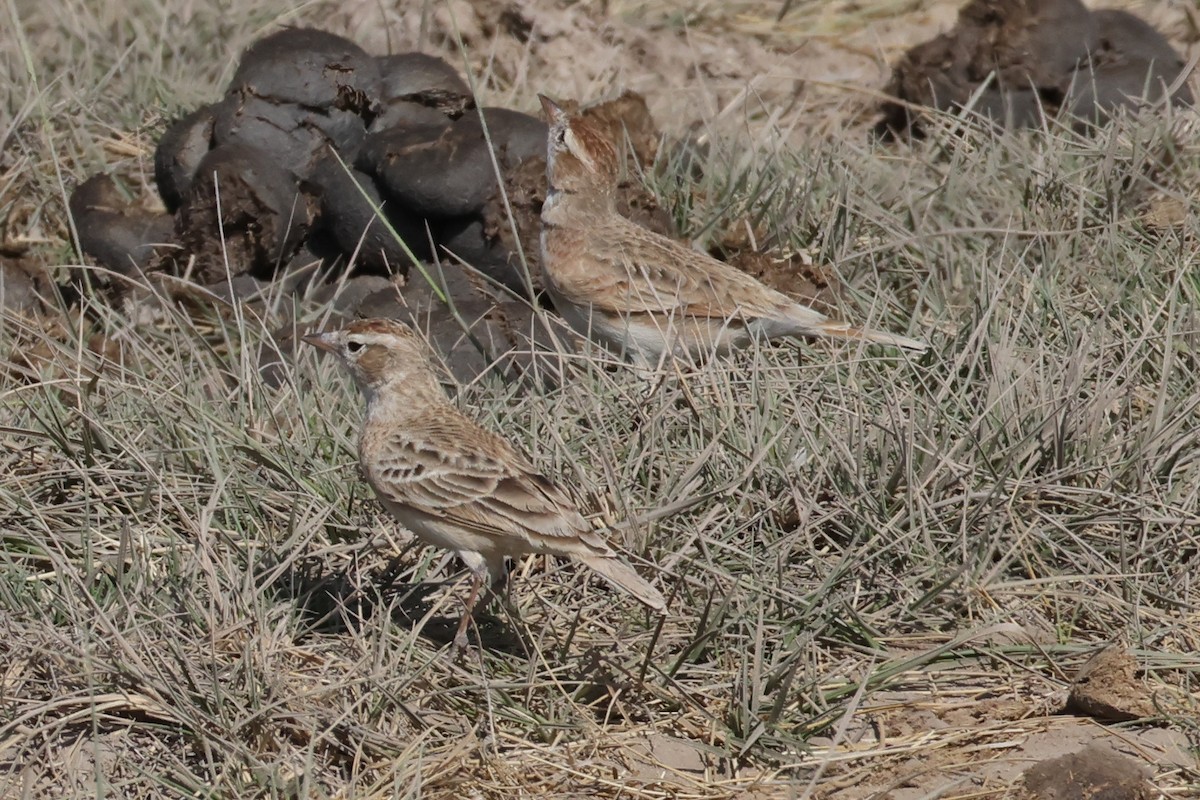 Red-capped Lark - ML626117210