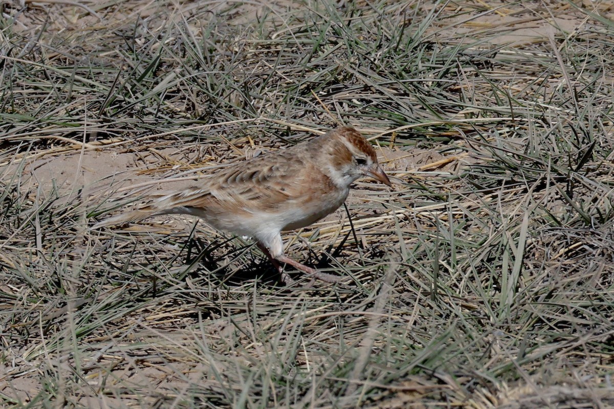 Red-capped Lark - ML626117211