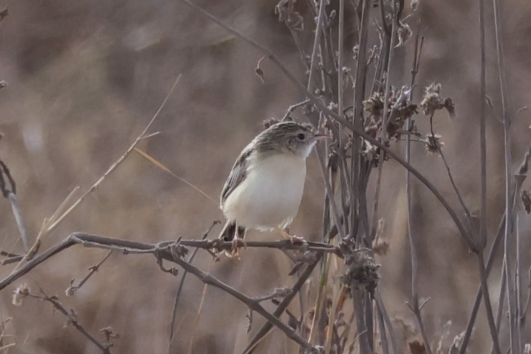 Pectoral-patch Cisticola - ML626117217