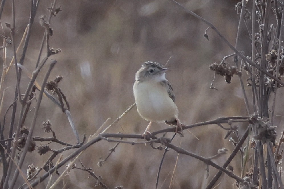 Pectoral-patch Cisticola - ML626117218