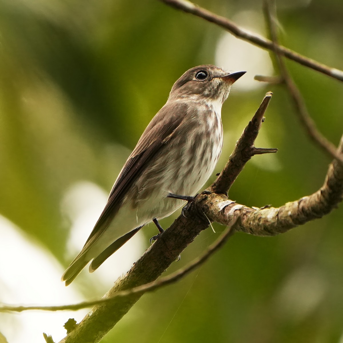 Gray-streaked Flycatcher - ML626117370