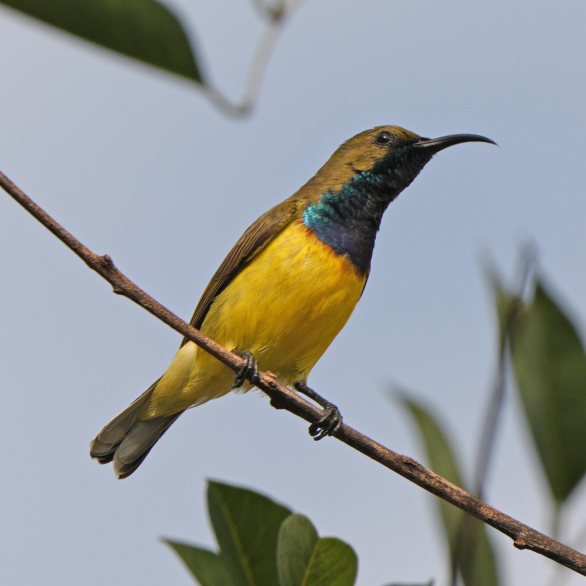 Garden Sunbird - ML626117398