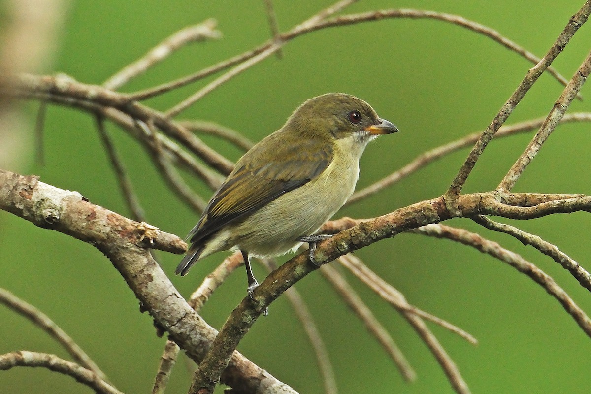 Bicolored Flowerpecker - ML626117521