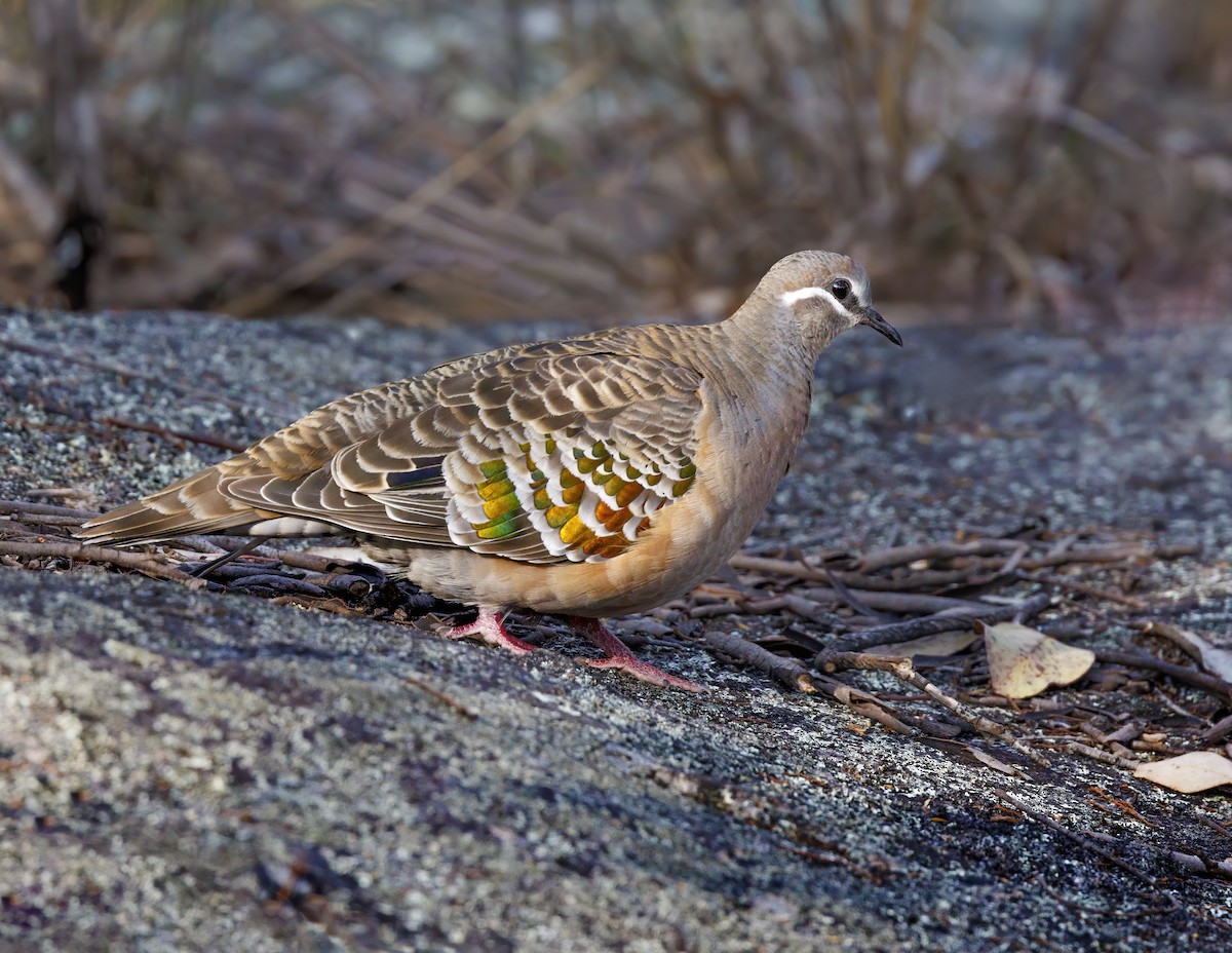 Common Bronzewing - ML626117524
