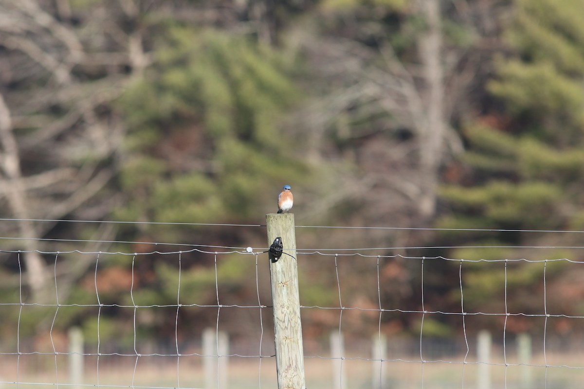 Eastern Bluebird - ML626117567