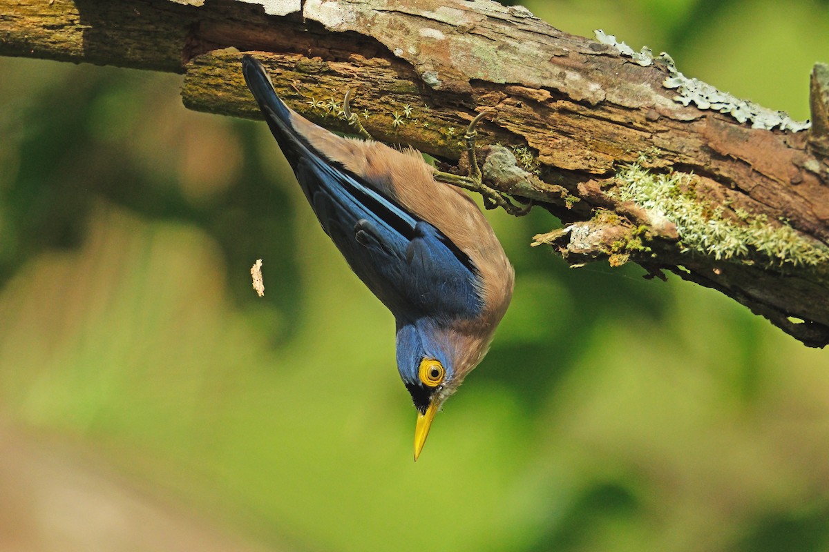 Sulphur-billed Nuthatch - ML626117589