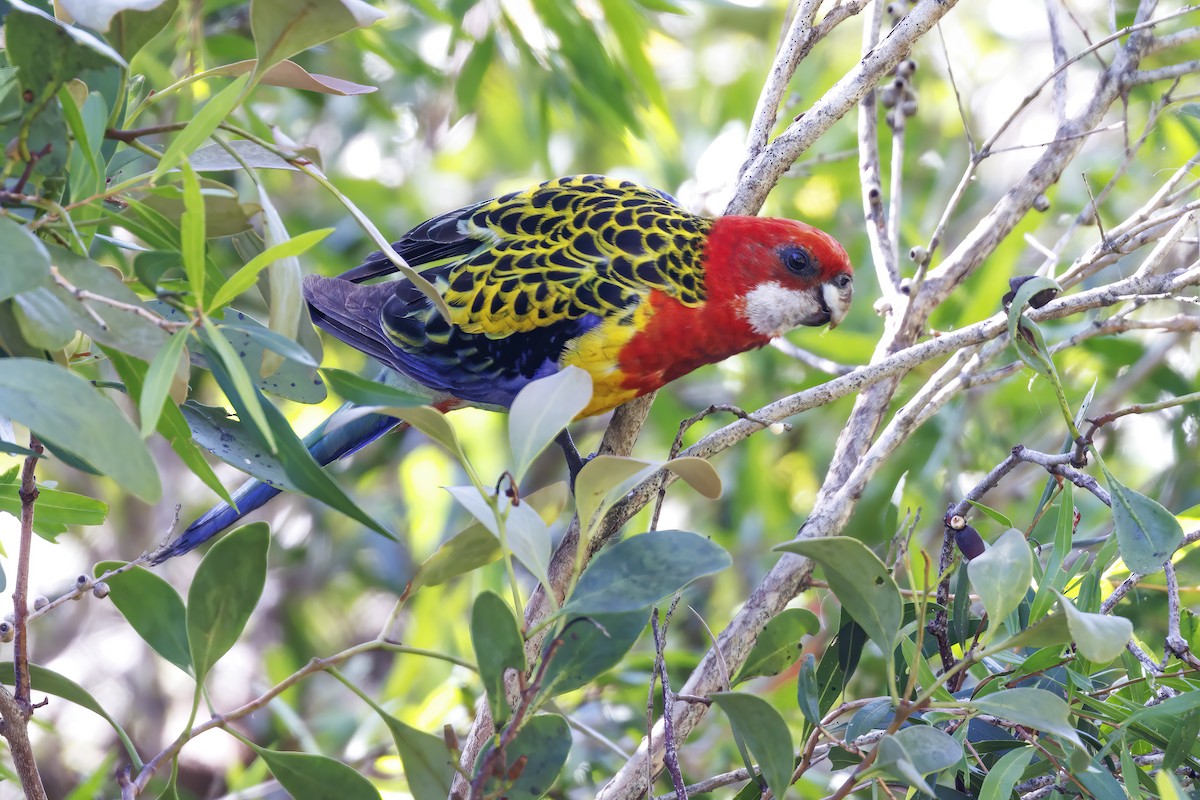 Eastern Rosella - ML626117611