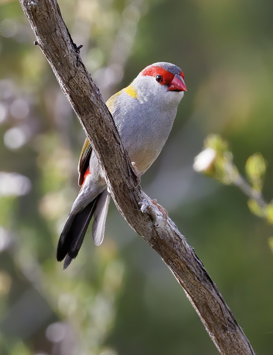 Red-browed Firetail - ML626117615