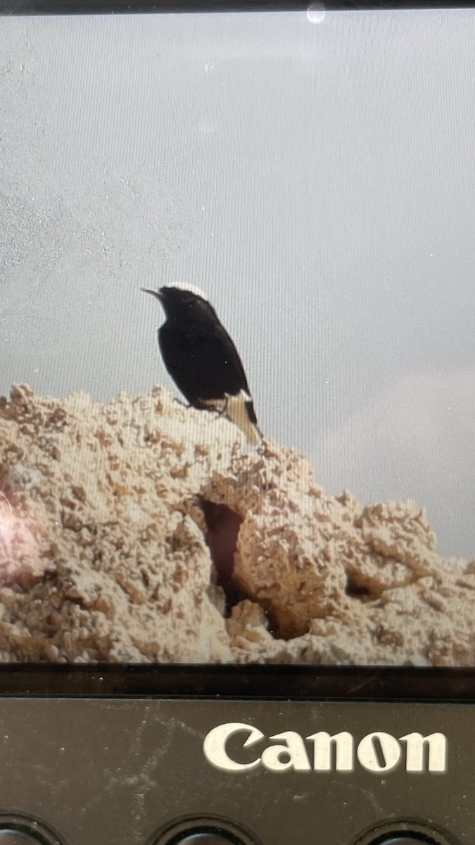 White-crowned Wheatear - ML626117619