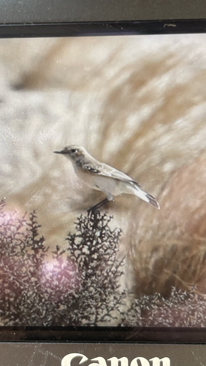 Finsch's Wheatear - ML626117622