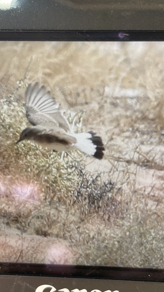 Finsch's Wheatear - ML626117623