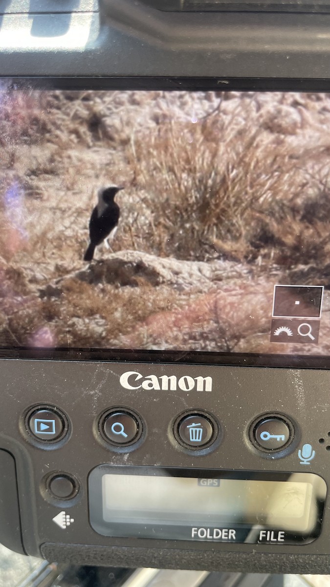 Finsch's Wheatear - ML626117624
