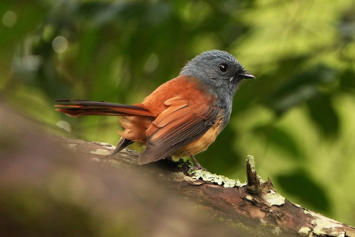 Blue-headed Fantail - ML626117651