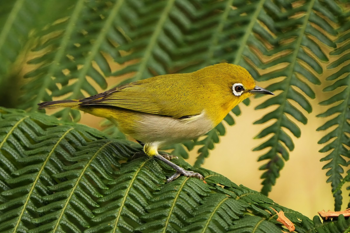 Warbling White-eye - ML626117724