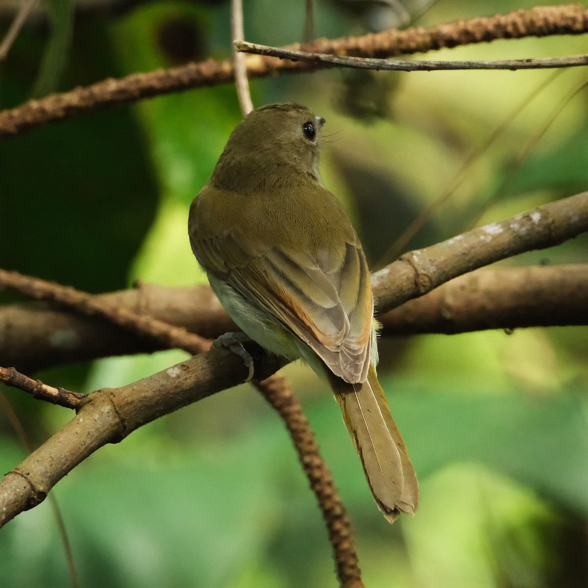 Green-backed Whistler - ML626117753