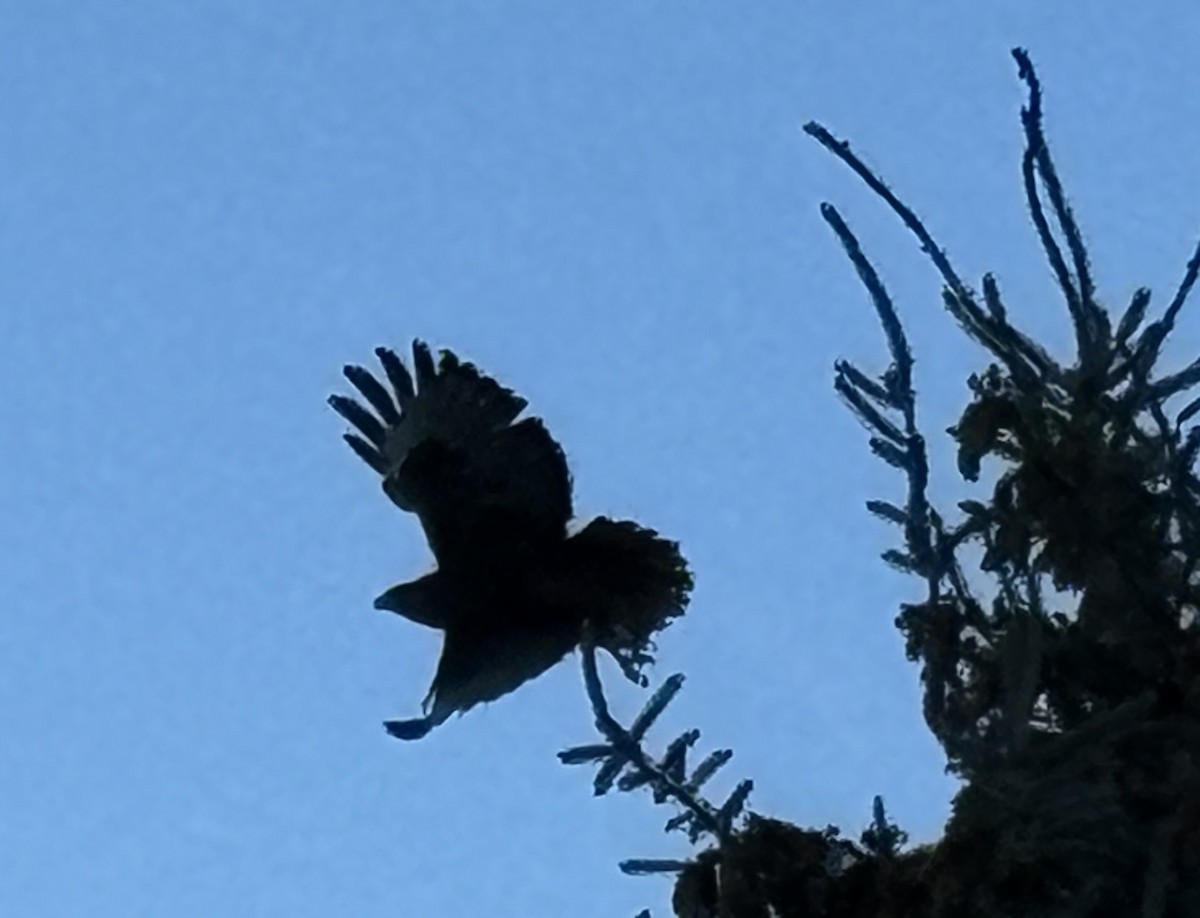 Red-tailed Hawk - ML626117768