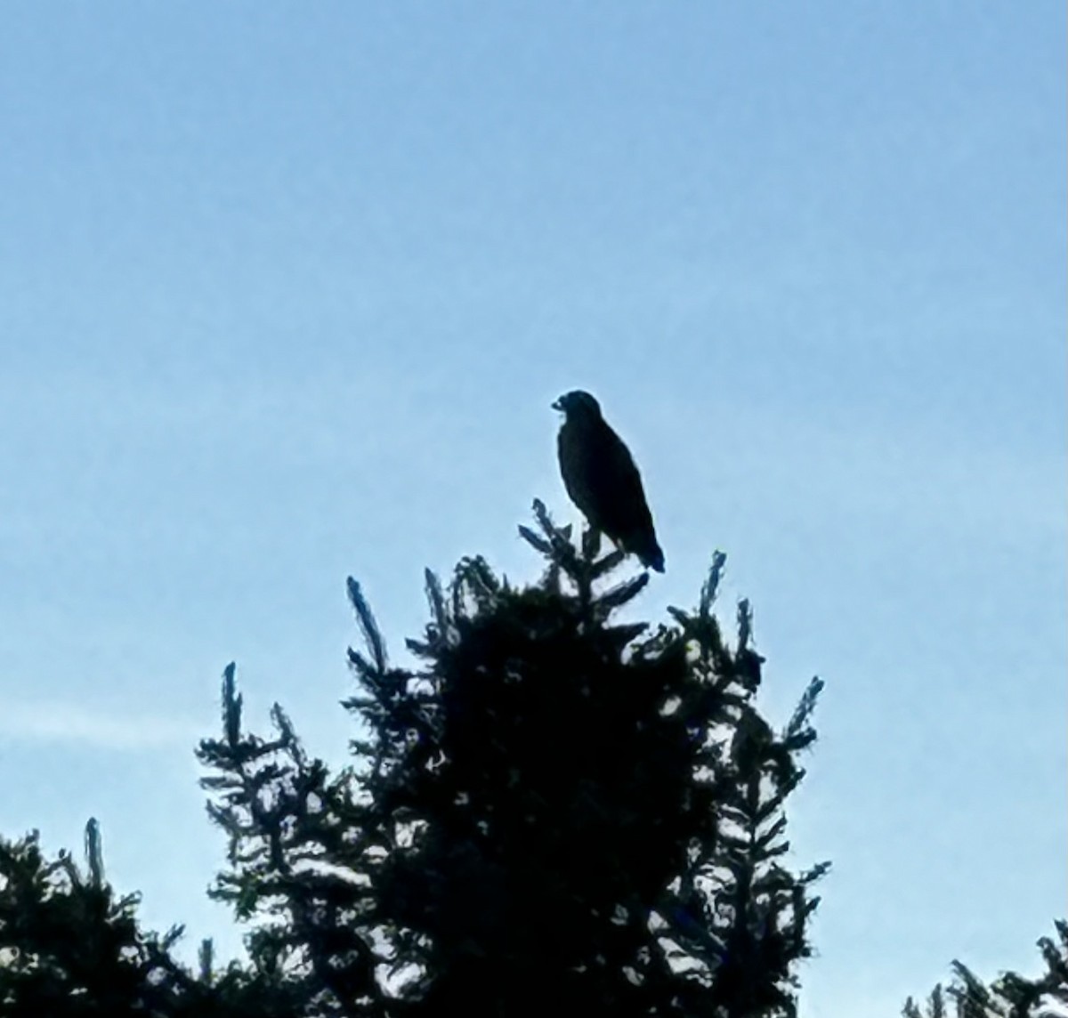 Red-tailed Hawk - ML626117773