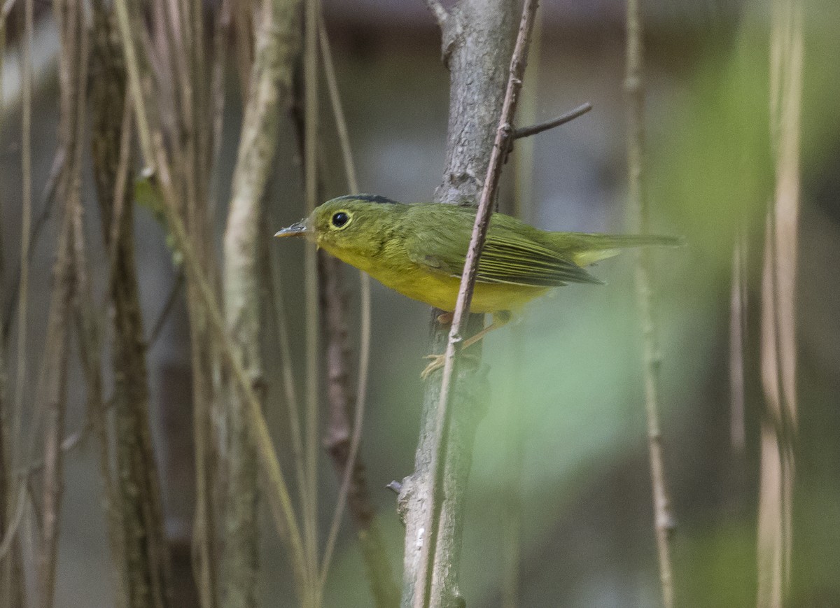 Alström's Warbler - ML626117863