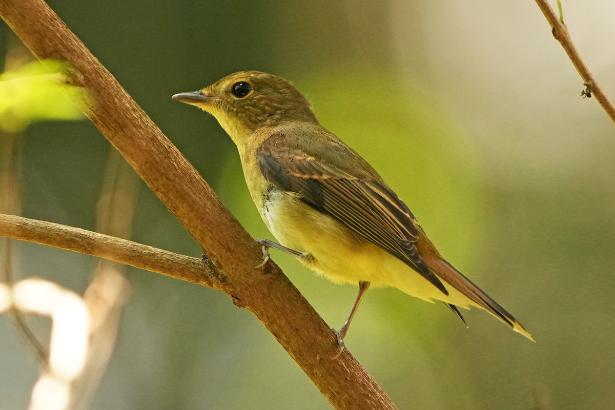 Narcissus Flycatcher - ML626117879