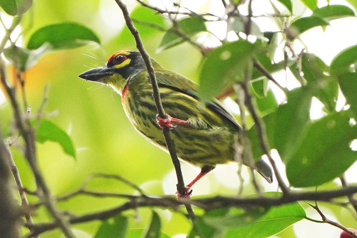 barbet zvučnohlasý - ML626117910