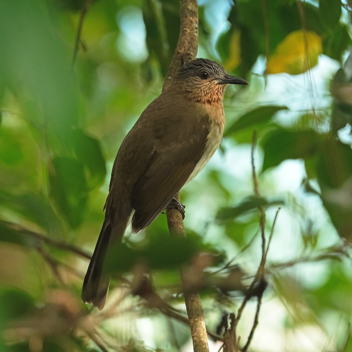 Philippine Bulbul - ML626117957