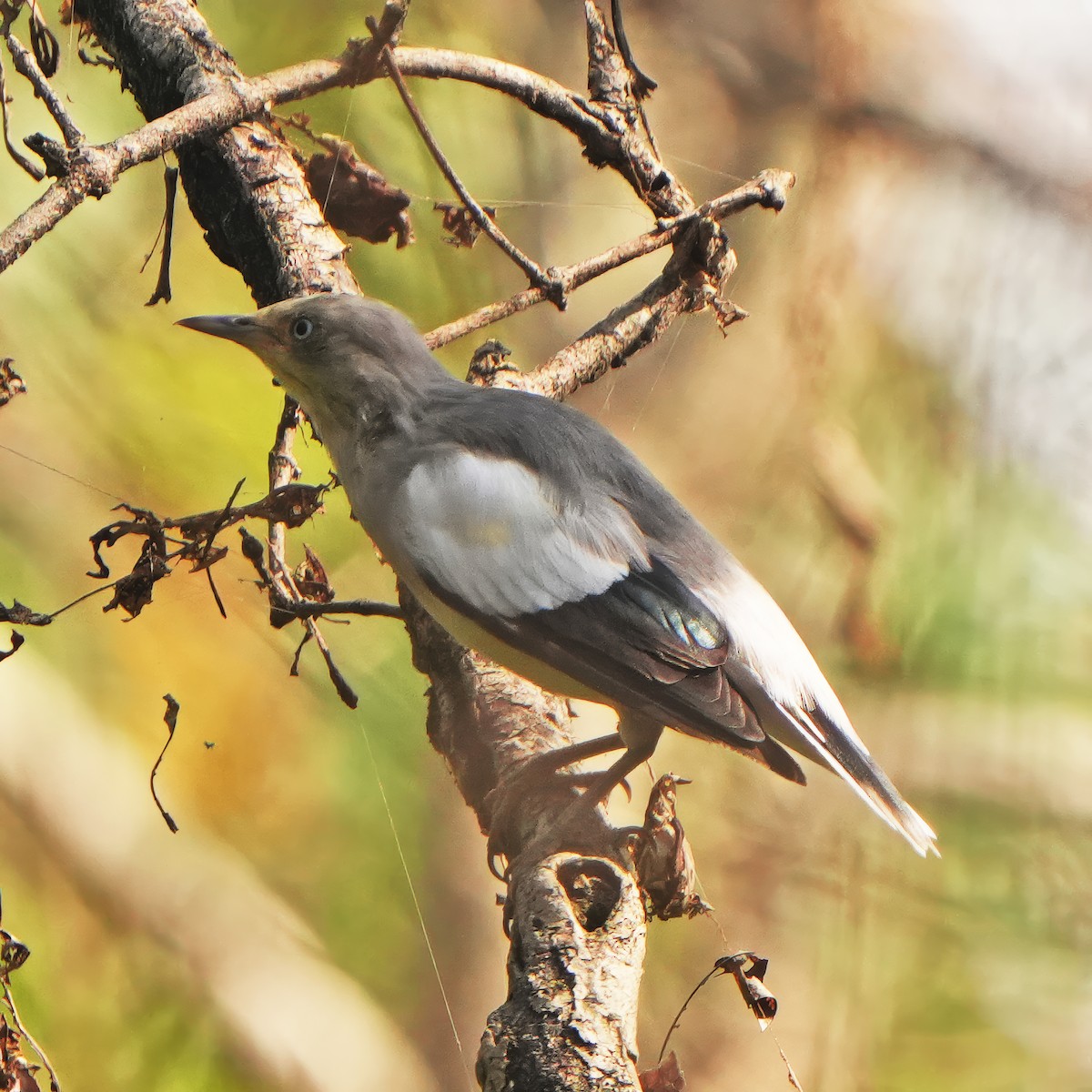 White-shouldered Starling - ML626118008