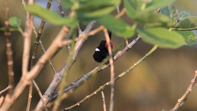 Indian Robin - ML626118029