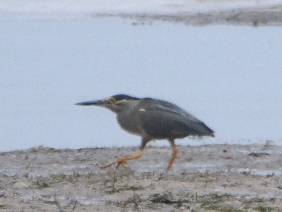 Striated Heron - ML626118036