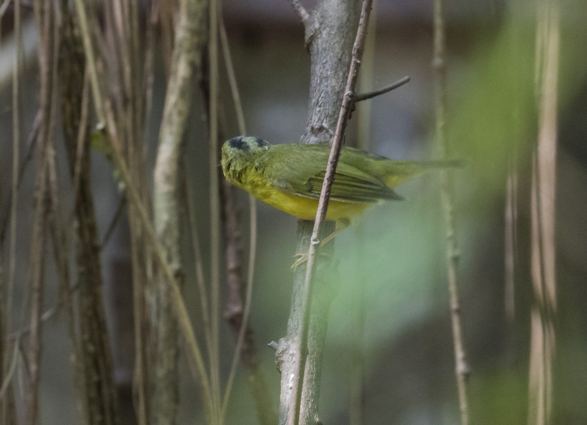 Alström's Warbler - ML626118050