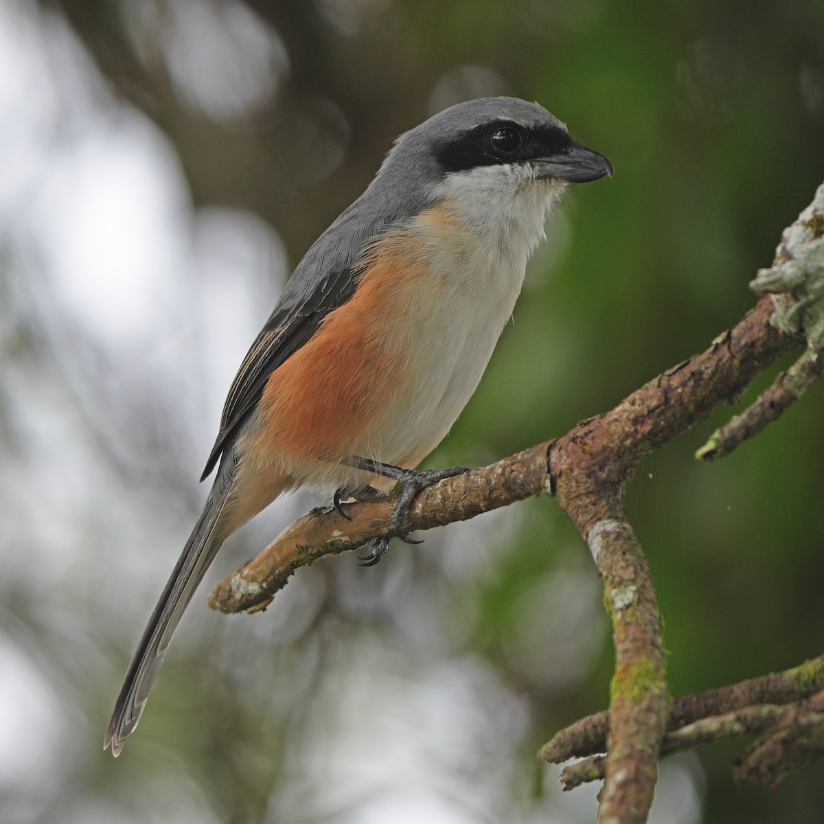 Mountain Shrike - ML626118058