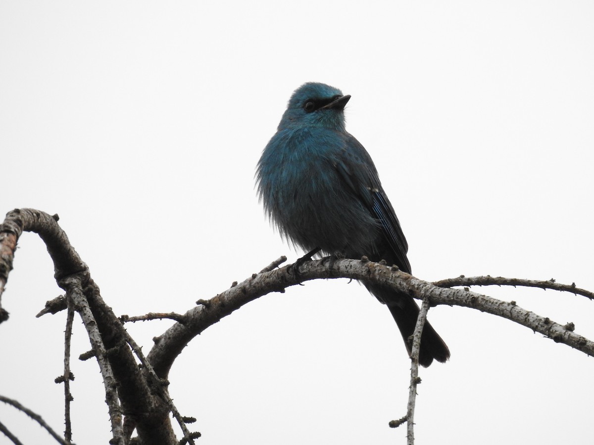 Verditer Flycatcher - ML626118066
