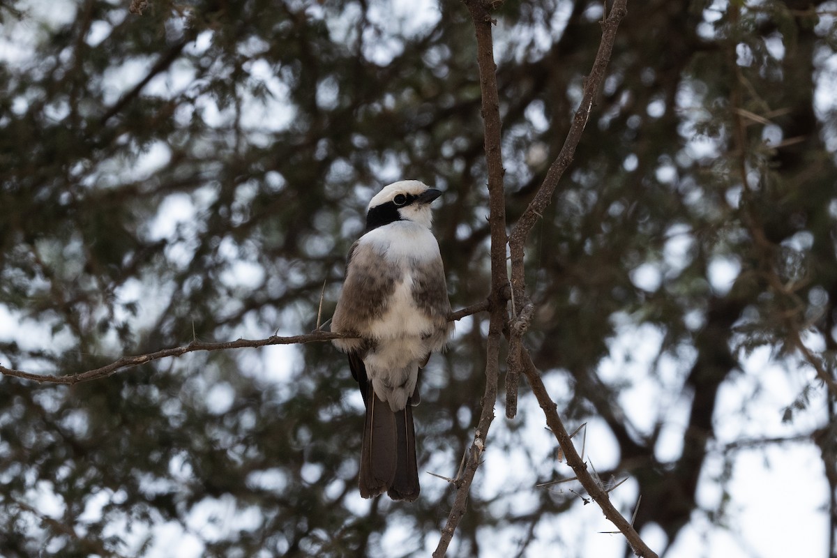 White-rumped Shrike - ML626118100