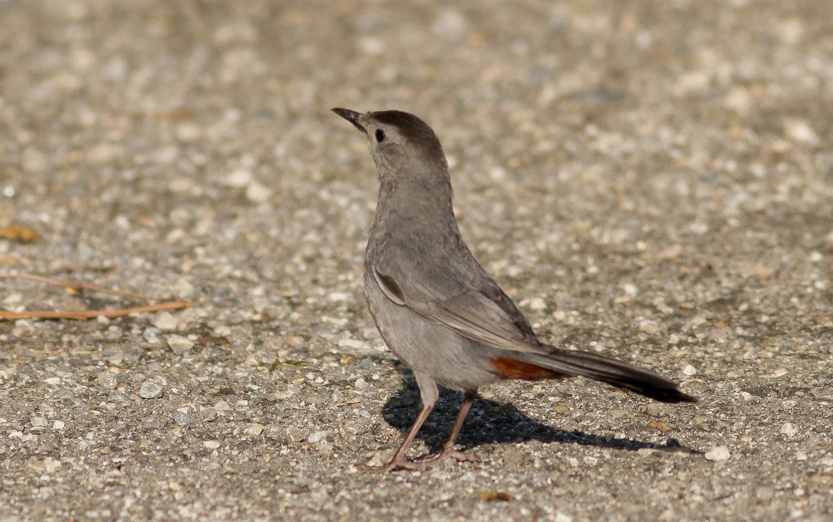 Pájaro Gato Gris - ML62611821