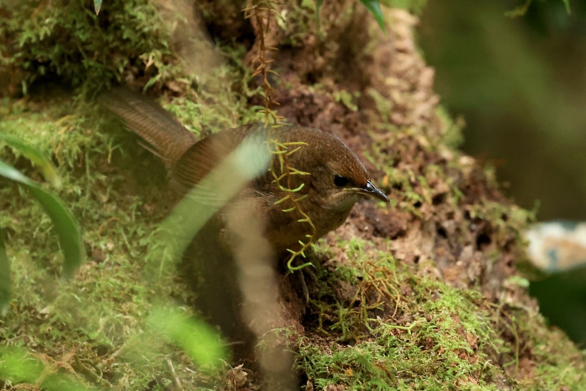 Rufous Scrub-bird - ML626118374