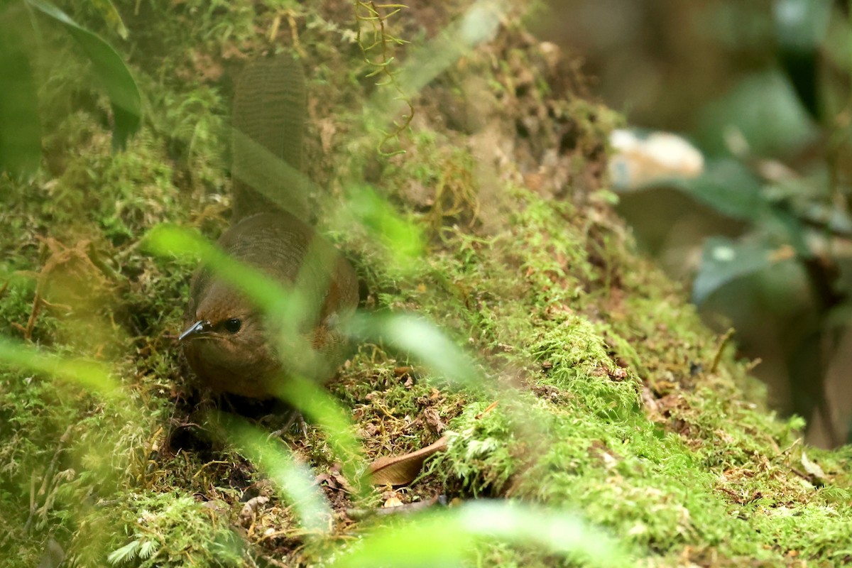 Rufous Scrub-bird - ML626118375