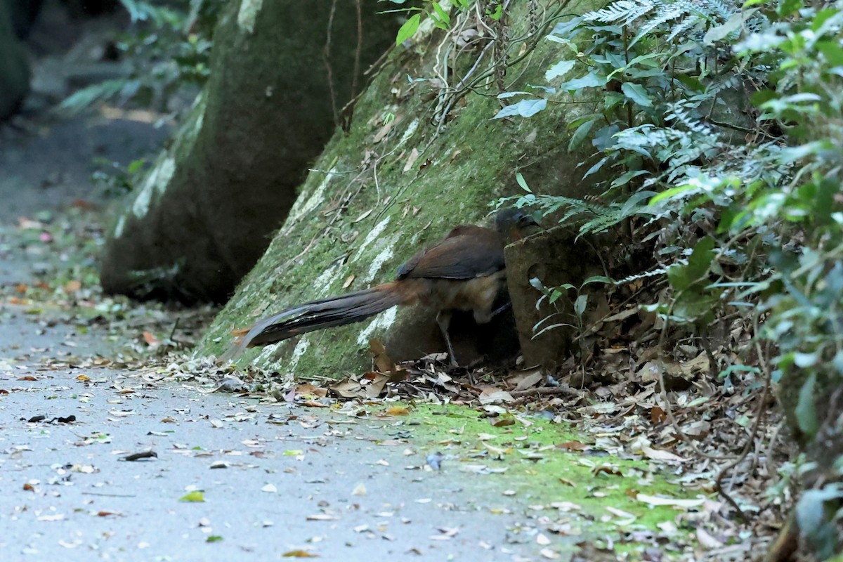 Albert's Lyrebird - ML626118402