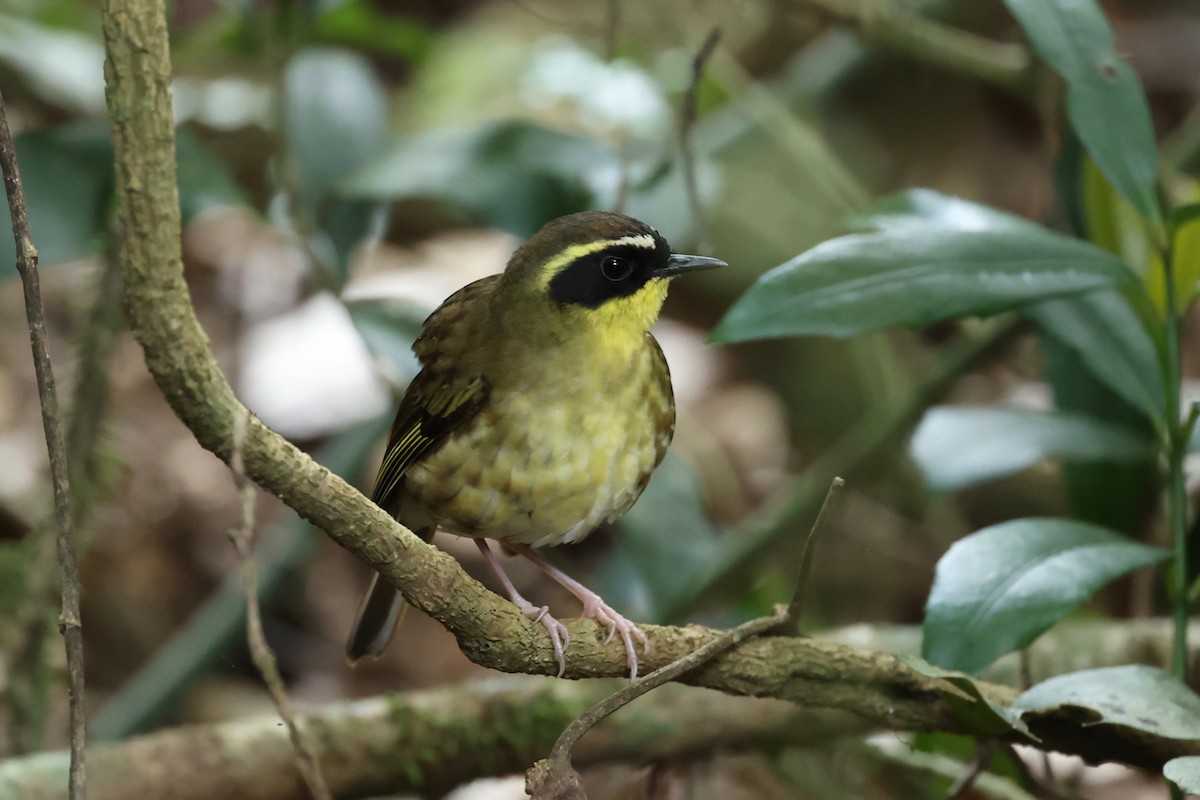 Yellow-throated Scrubwren - ML626118405