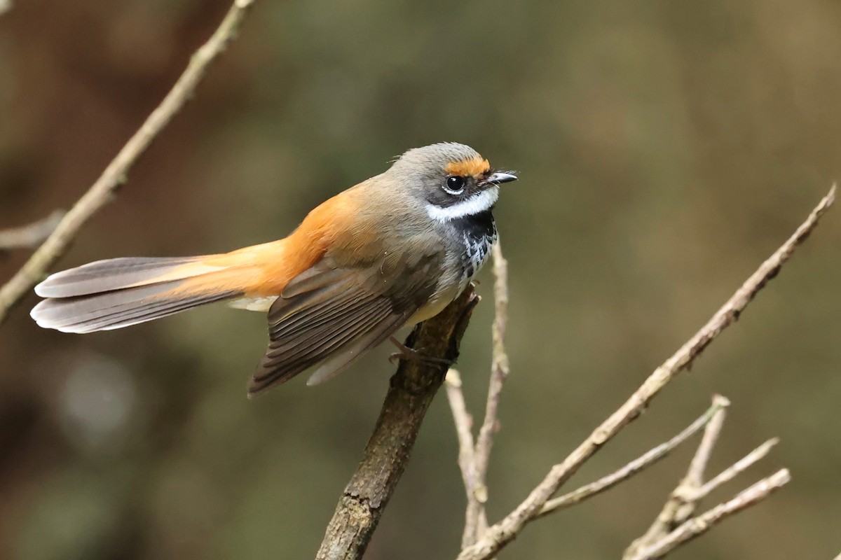 Australian Rufous Fantail - ML626118409